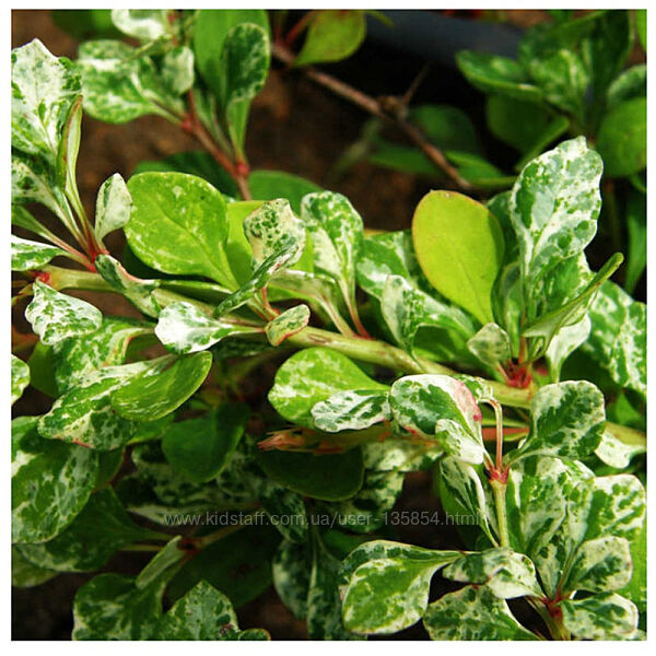 Барбариси варієгатні, гарні саджанці