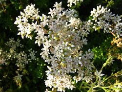 #6: цветение красного