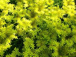 #7: цветение остальных