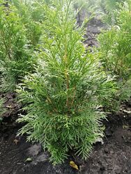 #2: туя смарагд 