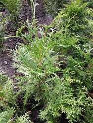 #3: туя західна 