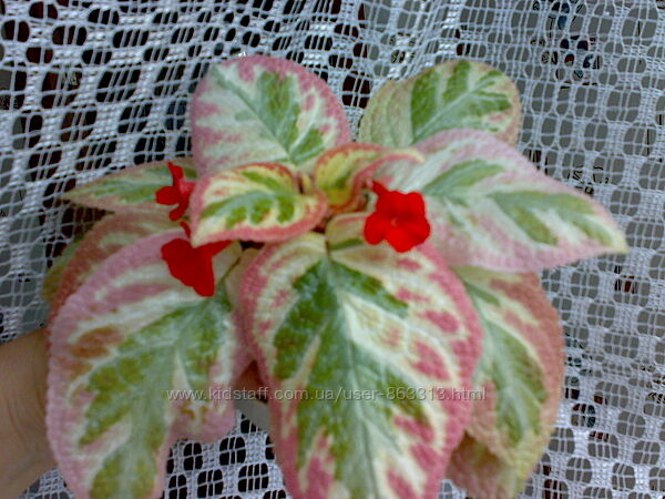 Акварельная Эписция сорт Unpredictable Valley