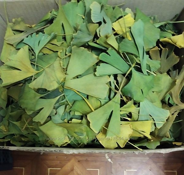 Гинкго билоба - сухие листья