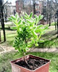 Delosperma сукуленти розпродаж