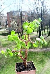 Пеперомія сукулент розпродаж