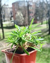 Еуфорбія japonica, сукуленти, розпродаж