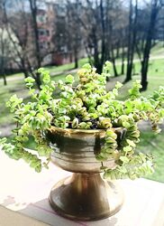 Красула, сукуленти, розпродаж подарунок