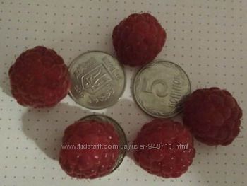 Продам саженцы малины ремонтантной урожай 2 раза в год