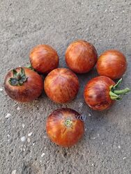 #8: Micro Dwarf Zimmerto