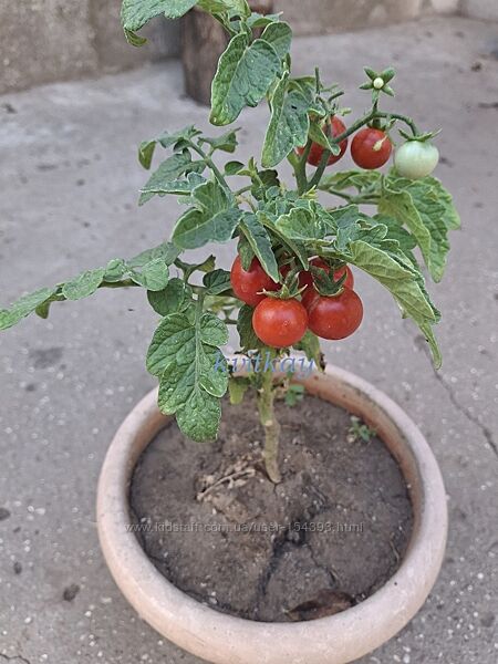 Насіння томатів кімнатних 6 сортів