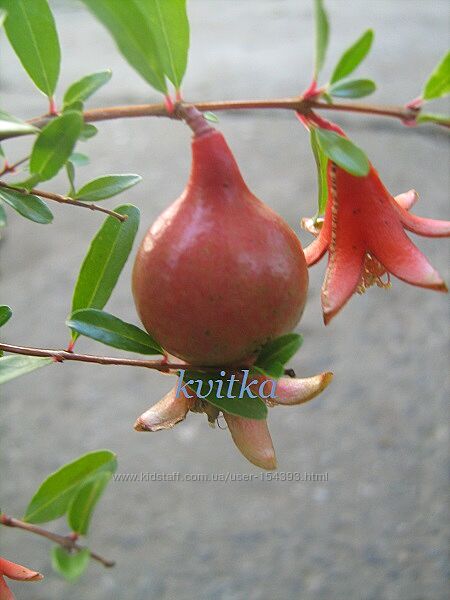 Квіти кімнатні олеандр, гранат