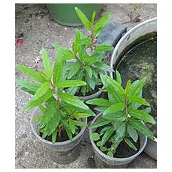 #7: гранат кімнатний-100