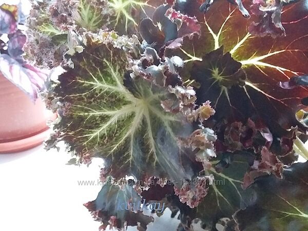 Бегонії декоративнолистяні