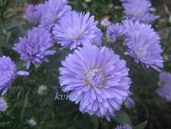 #8: Almira Doubl BLUE