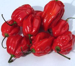 #1: HABANERO RED