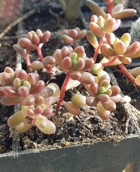 #9: sedum-kiwi chocolate