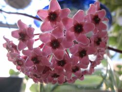 #5: hoya carnosa chrimso