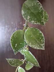 #6: Hoya Curtisii