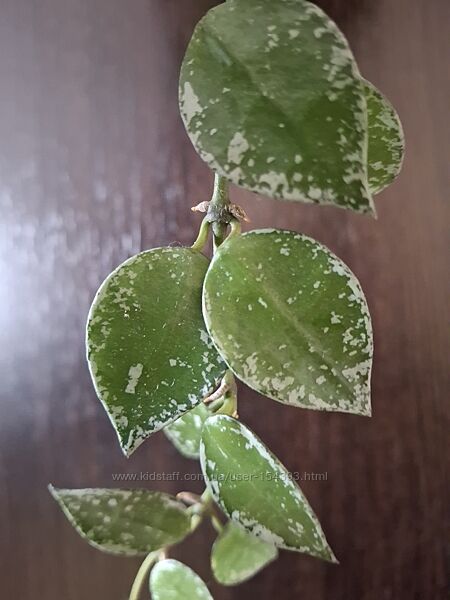 #6: Hoya Curtisii