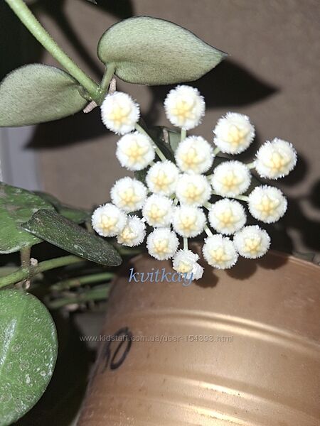 #7: Hoya Eskimo
