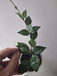 #8: Hoya Eskimo
