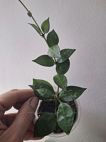 #8: Hoya Eskimo