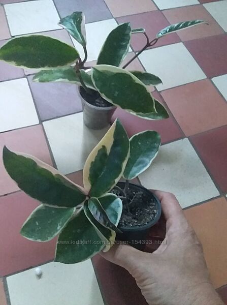 #9: hoya carnosa chrimso