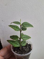 #9: альбомаргіната