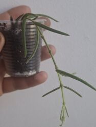 #10: хойя Лінеарис