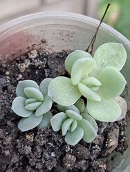 #9: ечеверія блакитна