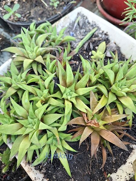 Кактуси і сукуленти-2