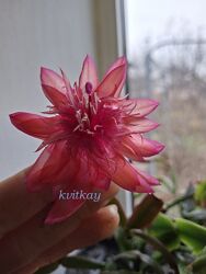 Шлюмбергери, сорти 
