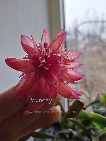 Шлюмбергери, сорти