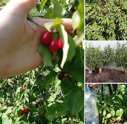 Кизил червоний дерево кущ