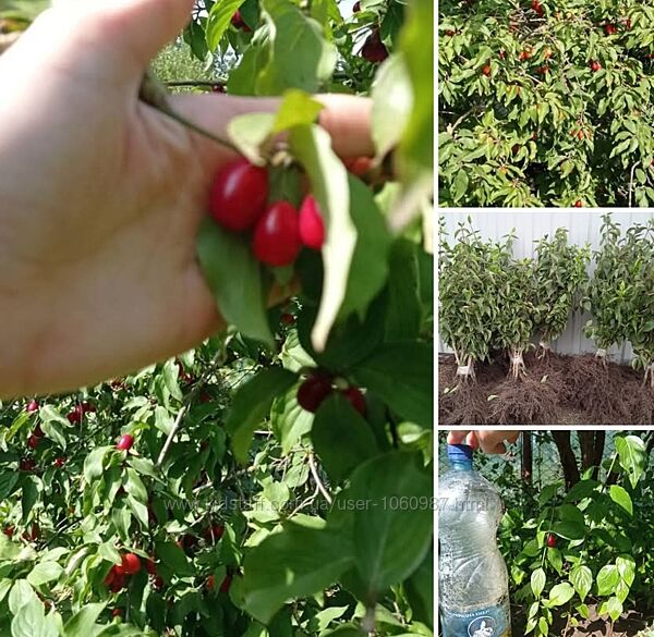 Кизил червоний дерево кущ