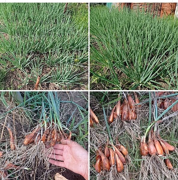 Цибуля перо