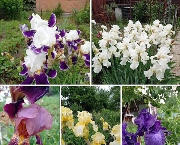 Іриси Півні Нарциси 