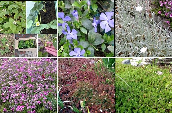 Барвинок Суниця Полуниця Почвопокрівні