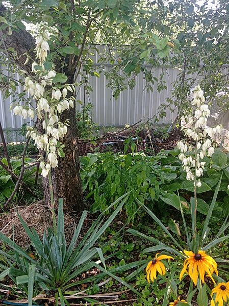 Квітка Юка біла садова