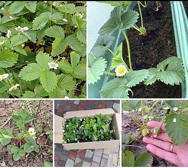 Суниця домашня ремонтантна