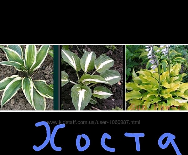 Хоста біла голуба кучерява 