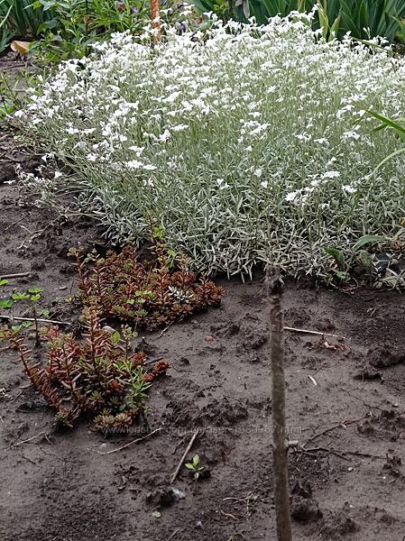 Почвопокровні