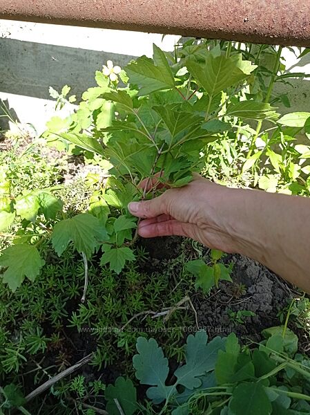 Калина червона крупна