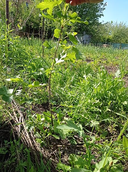 Йошта це смородина з агрусом