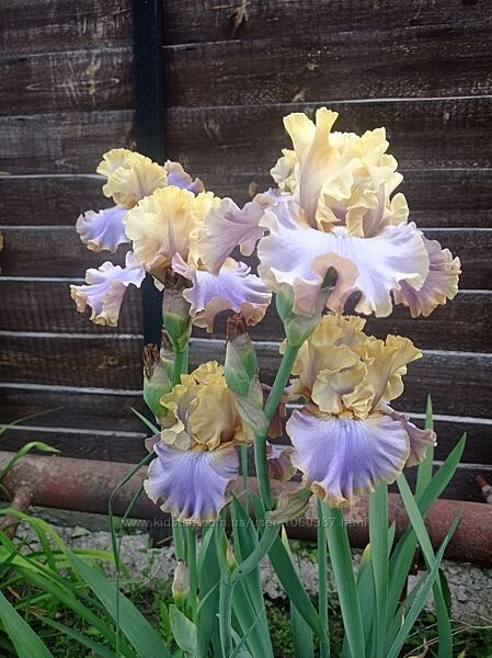 Іриси Півні бородаті