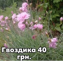 Гвоздика садова