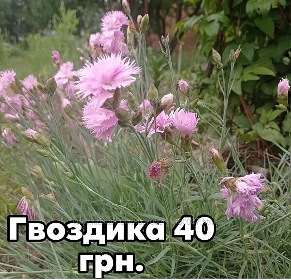 Гвоздика садова