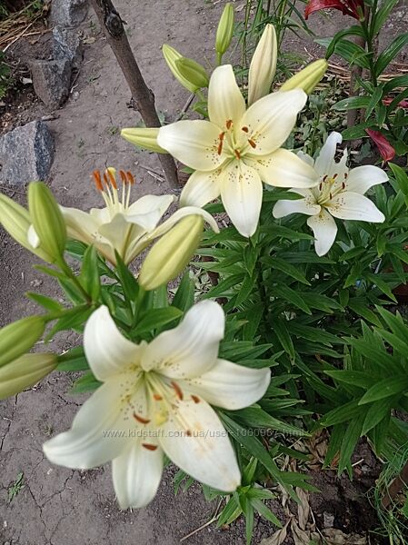 Лілія квітка садова 