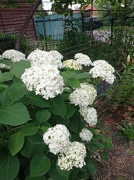 Гортензія біла звичайна