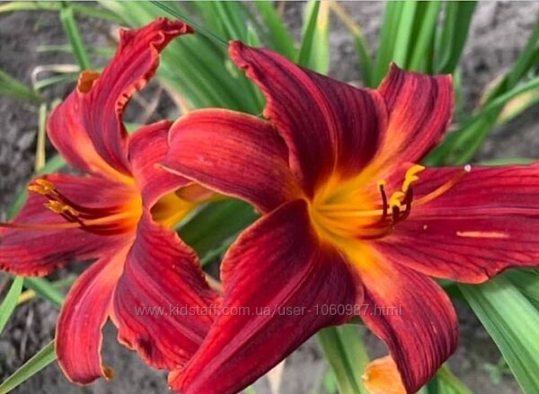 Лілейники низький 